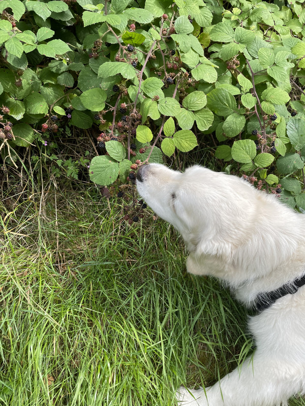 Eating blackberries 
